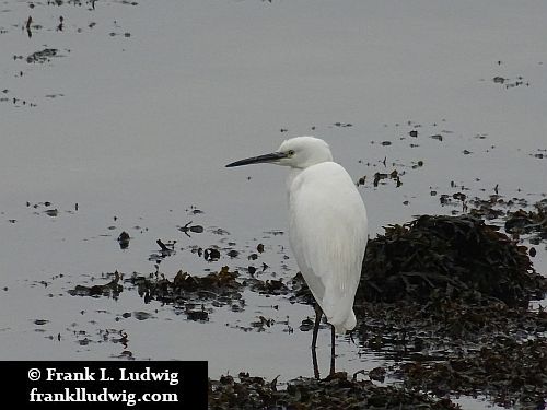 Egret at Sligo Bay 